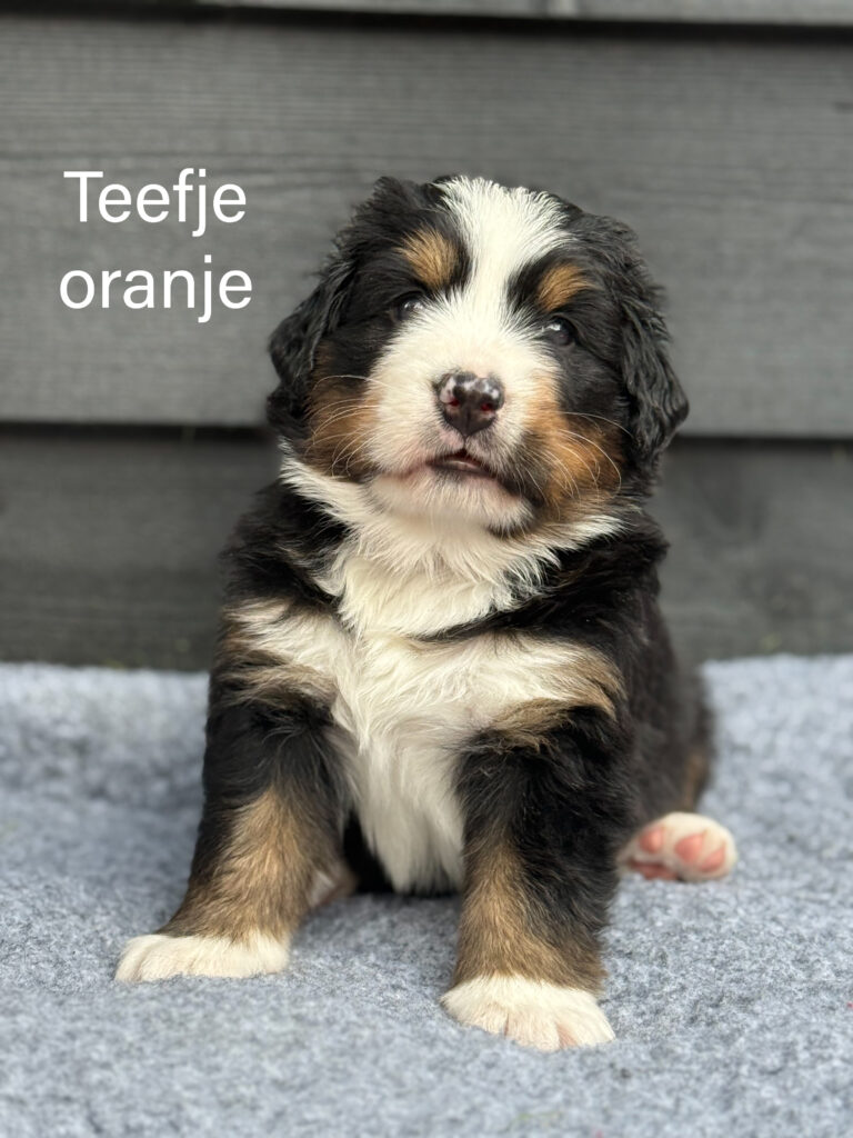 Teefje oranje